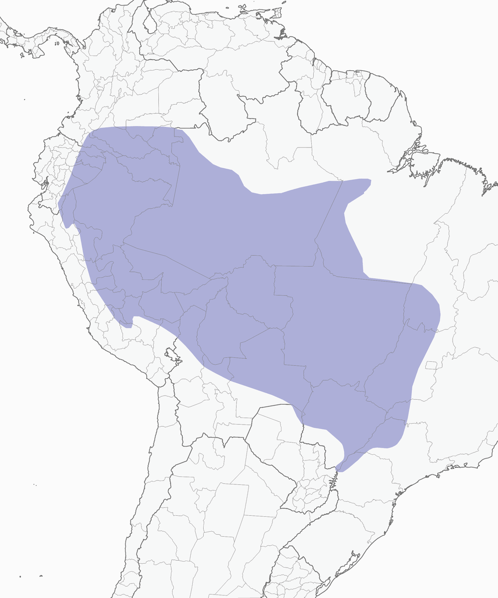 Tiranuelo Todi Frentirrufo, Distribución 1