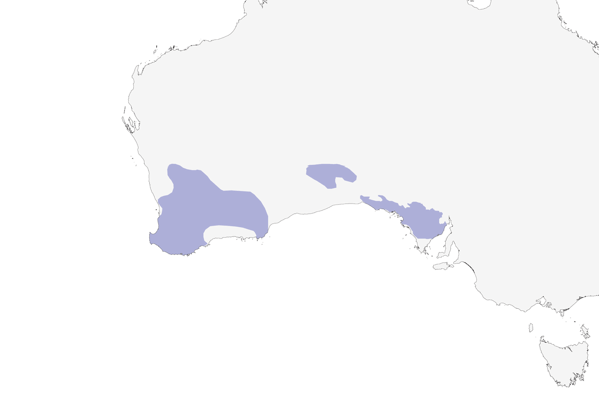 Grimpereau roux, Distribution 1