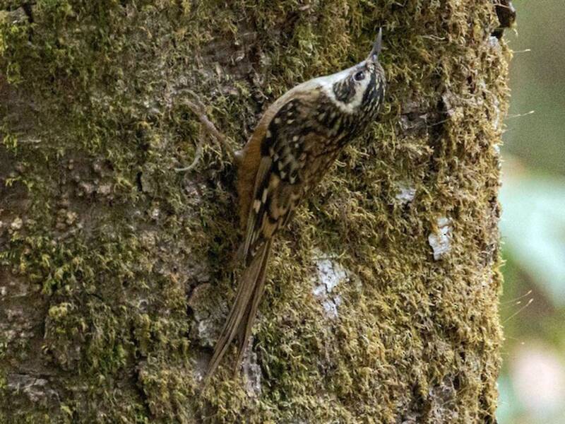 Rusty-flanked Treecreeper, Photos 4