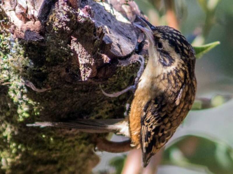 Rusty-flanked Treecreeper, Photos 3