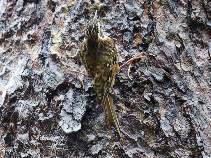 Rusty-flanked Treecreeper, Photos 2