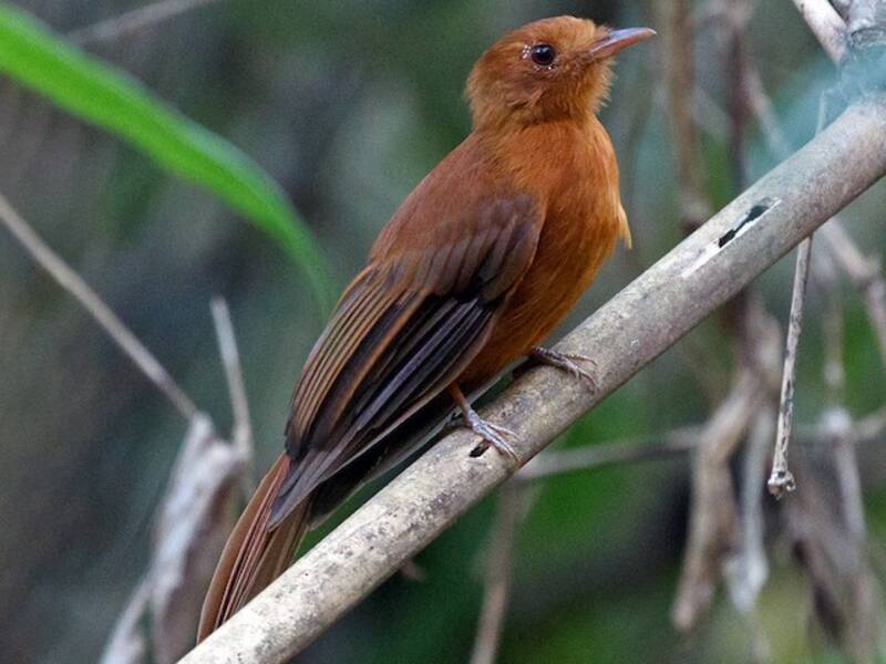 Mosquero Alicurvo Rufo