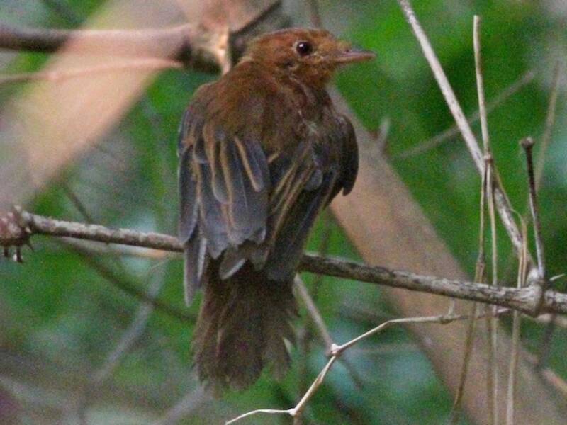Rufous Twistwing, Photos 2