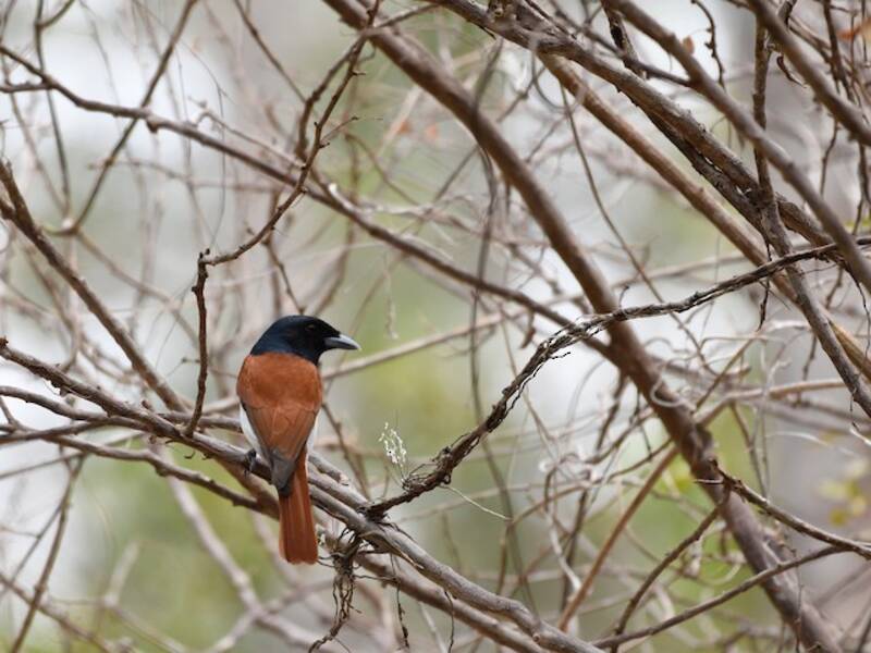 Rufous Vanga