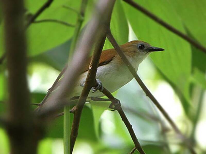 Rufescent White-eye