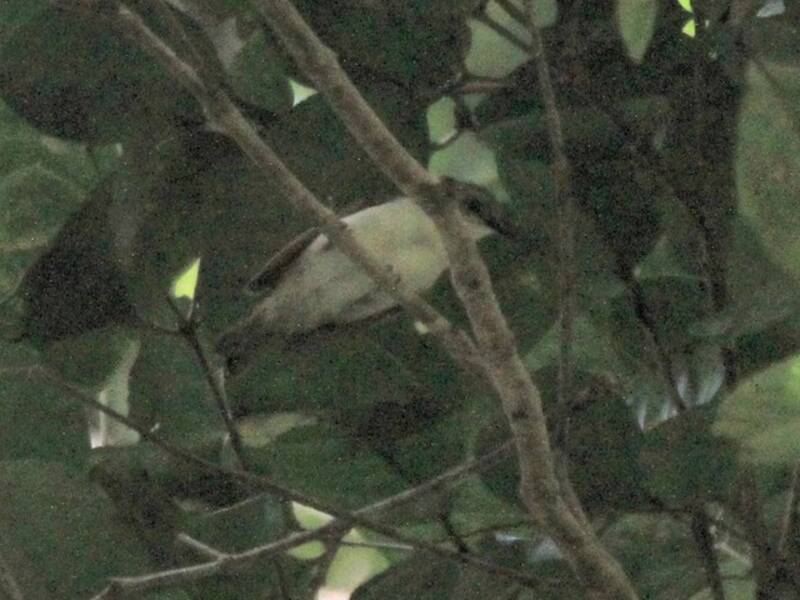 Anteojitos de flancos rojizos, Fotos 2