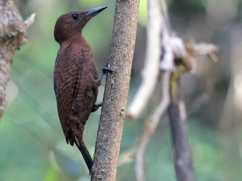 Rufous Woodpecker