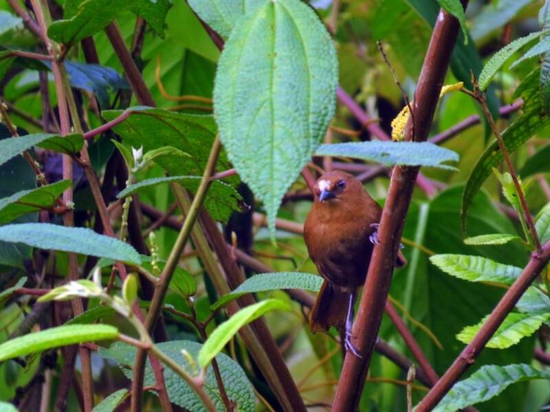 Rufous Wren
