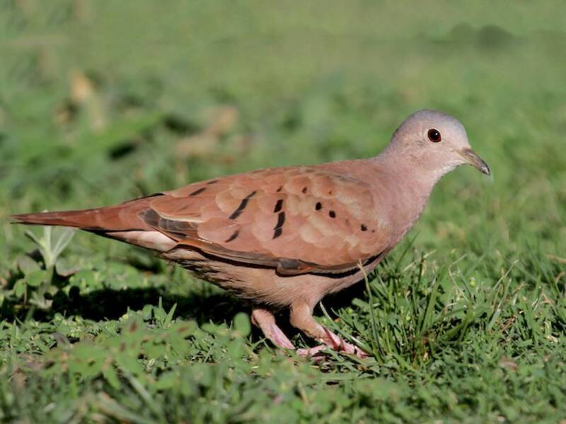 Ruddy Ground Dove, Photos 1