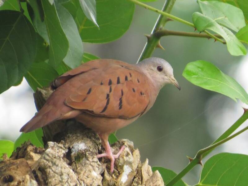 Ruddy Ground Dove, Photos 4
