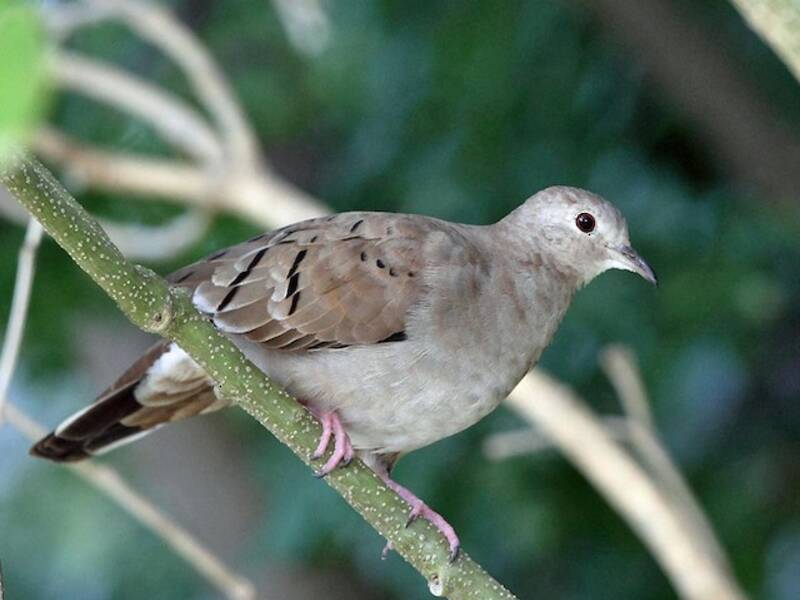 Ruddy Ground Dove, Photos 3