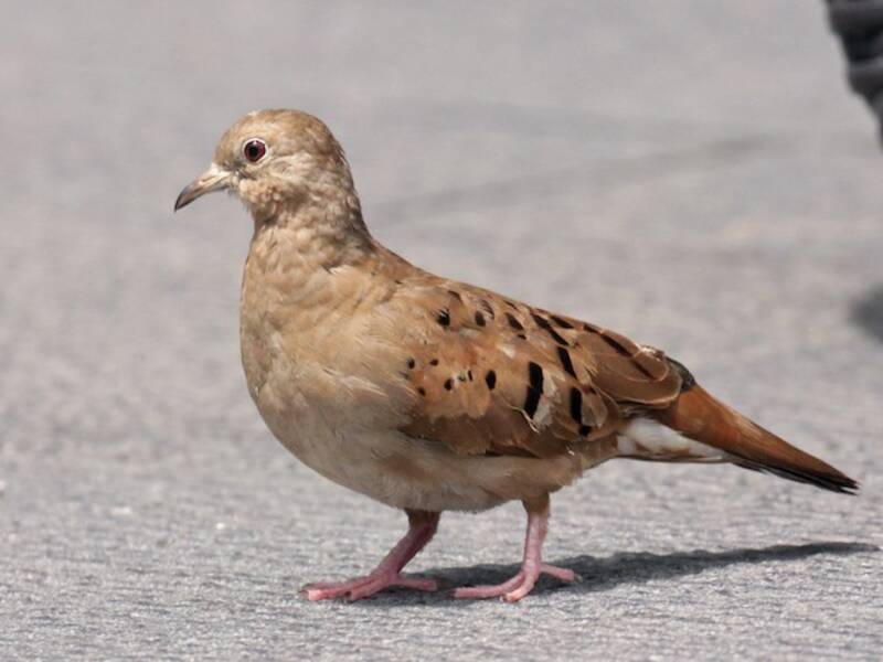 Ruddy Ground Dove, Photos 2