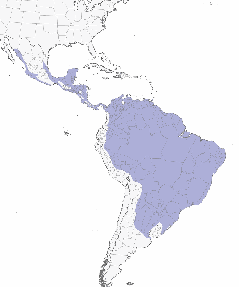 Ruddy Ground Dove, Distribution 1