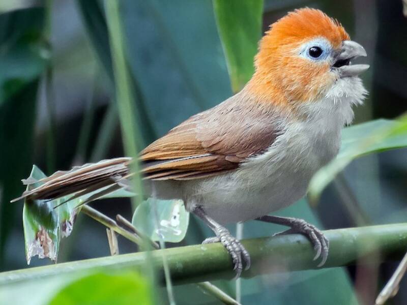 Rufous-headed Parrotbill, 照片 2