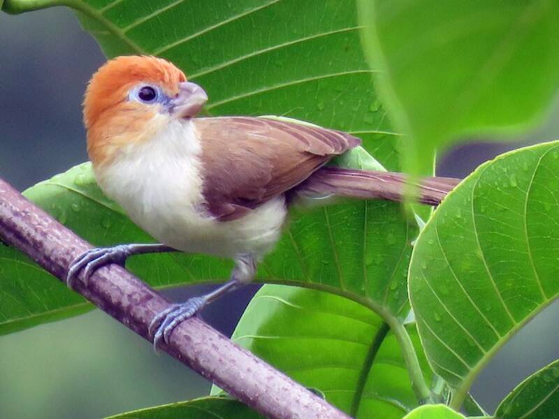 Rufous-headed Parrotbill, 照片 4