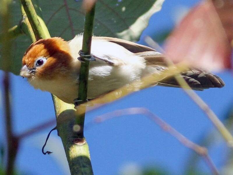 Rufous-headed Parrotbill, 照片 3