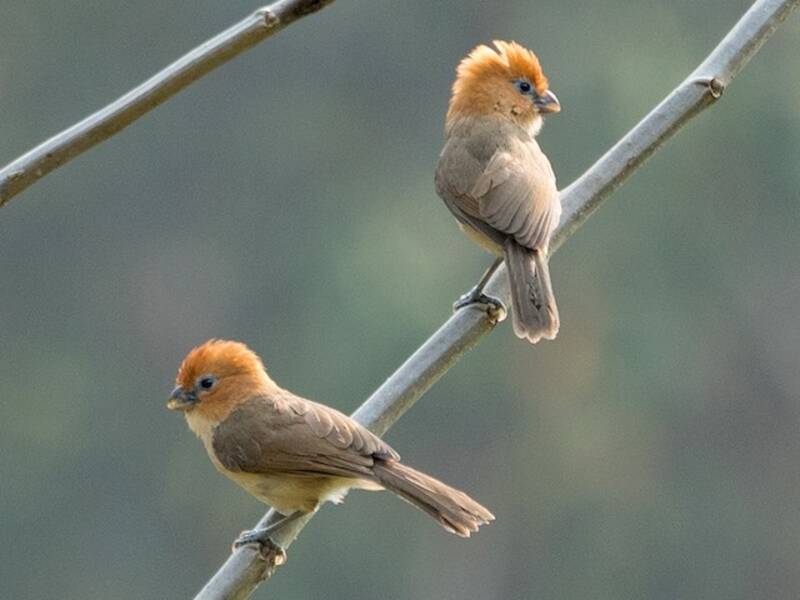 Rufous-headed Parrotbill