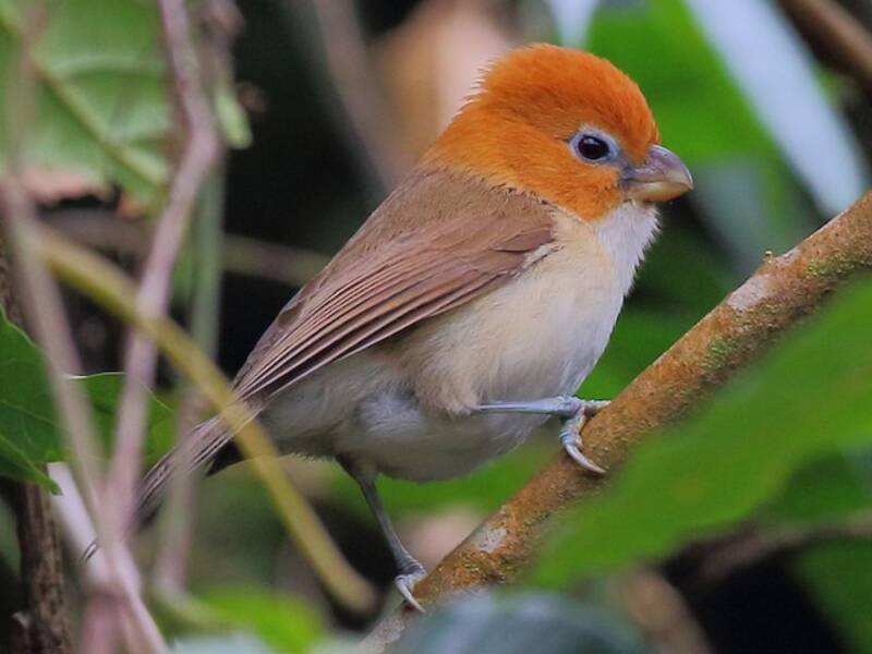 Paradoxornis à tête rousse