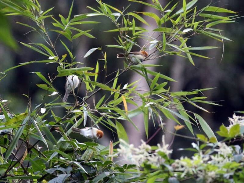 Becco a pappagallo petto bianco, Foto 4