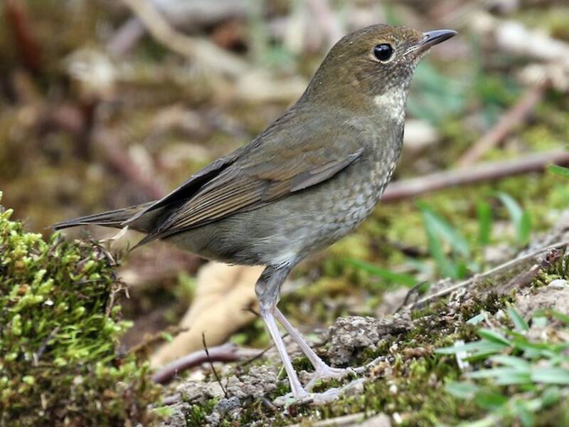 Rufous-headed Robin, Photos 3