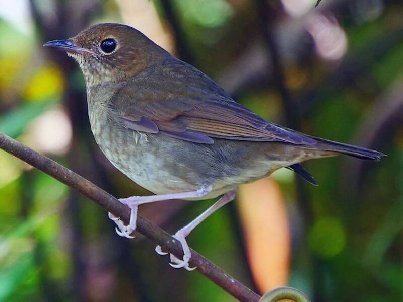 Rufous-headed Robin, Photos 2
