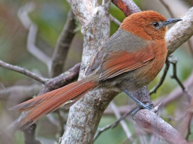 Rusty-headed Spinetail, Photos 3