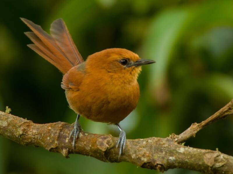Rusty-headed Spinetail