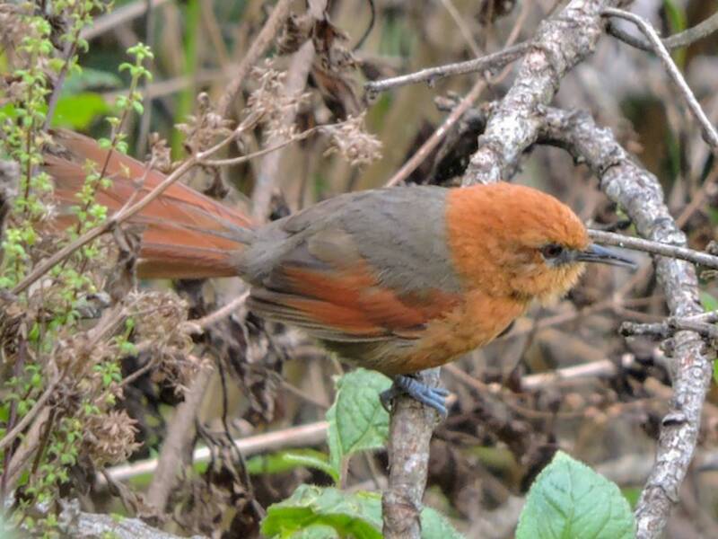 Rusty-headed Spinetail, Photos 2