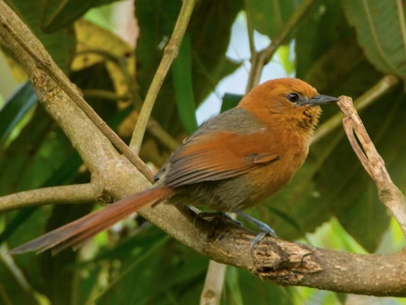 Rusty-headed Spinetail, Photos 4