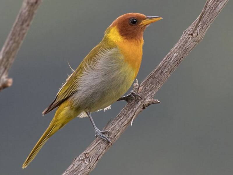 Rufous-headed Tanager, 照片 2