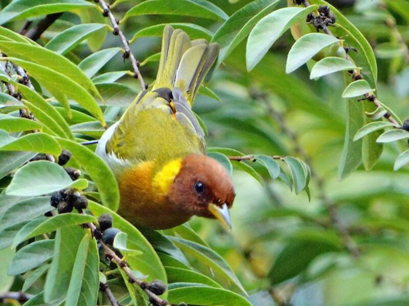 Rufous-headed Tanager