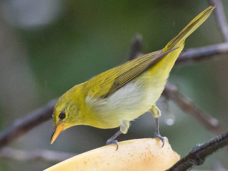 Rufous-headed Tanager, 照片 4