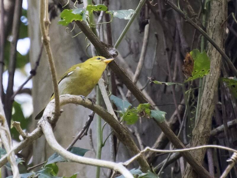Rufous-headed Tanager, 照片 3