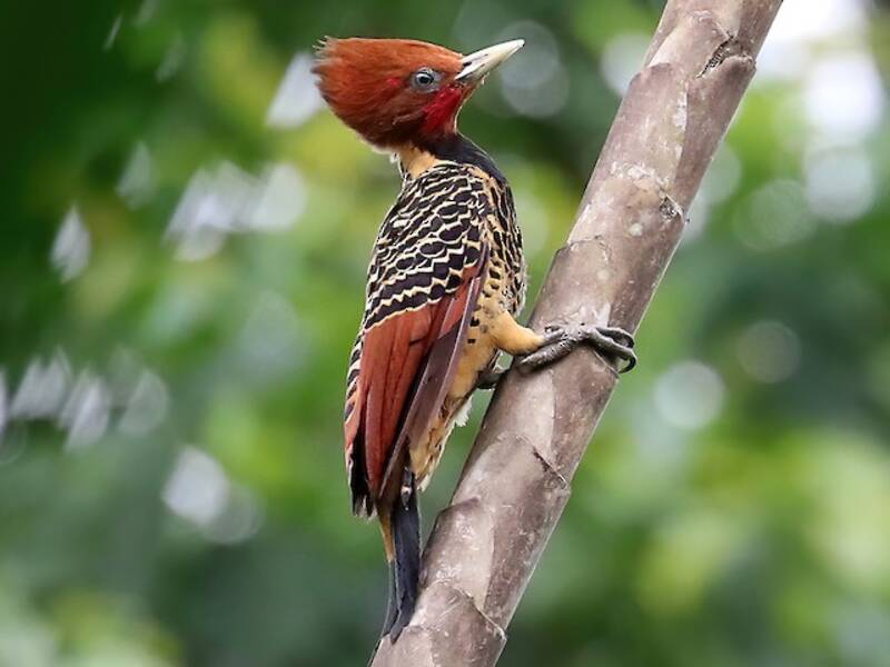 Rufous-headed Woodpecker, Photos 2