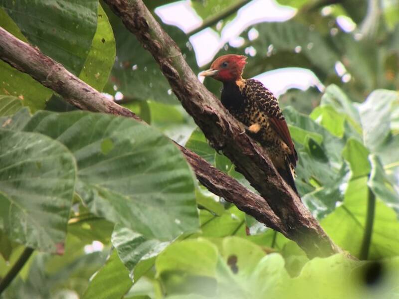 Rufous-headed Woodpecker