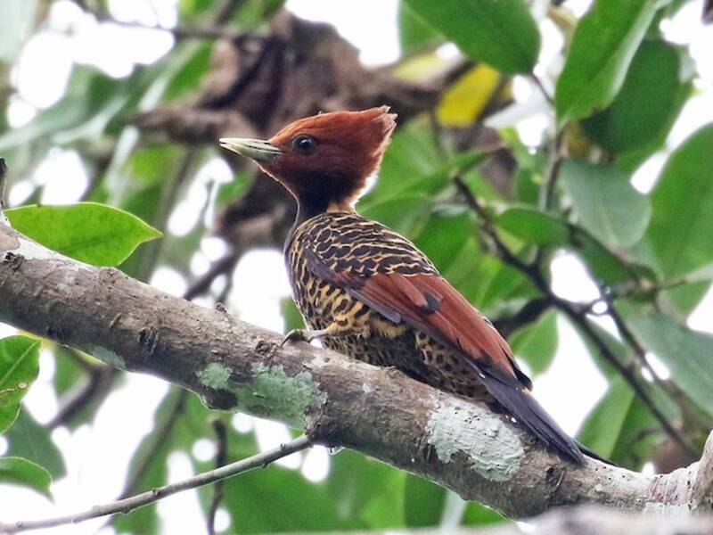 Rufous-headed Woodpecker, Photos 3