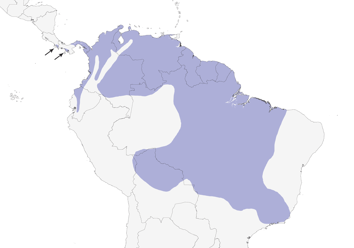 Tyranneau à bordures rousses, Distribution 1