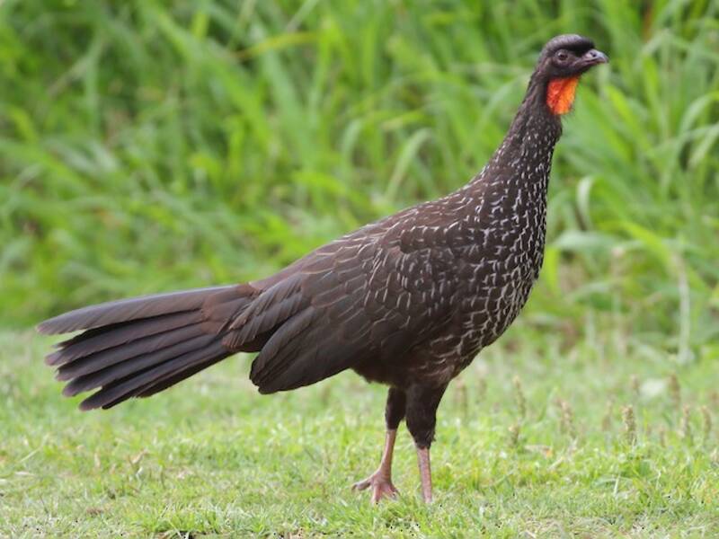 Rusty-margined Guan