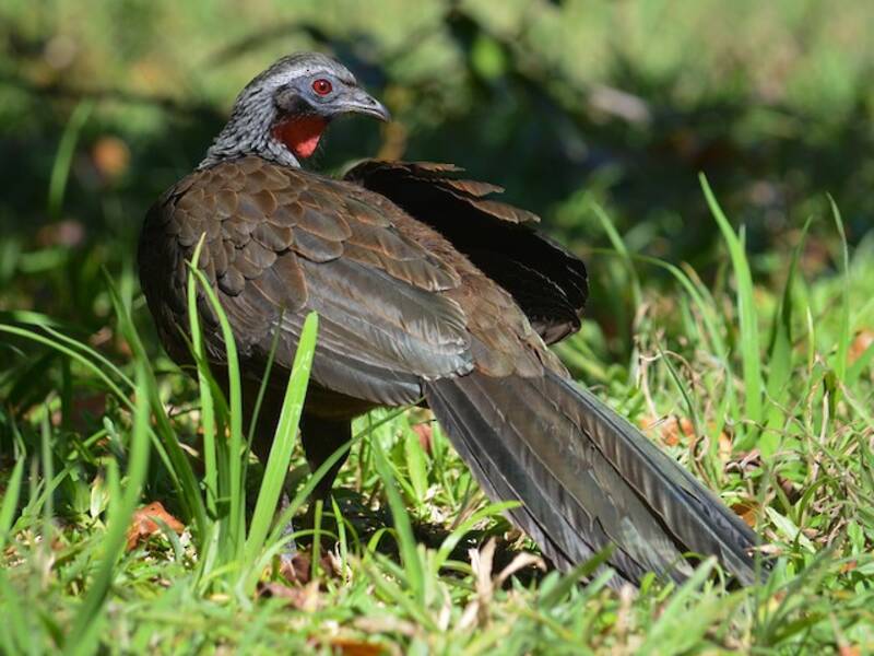 Rusty-margined Guan, Photos 3