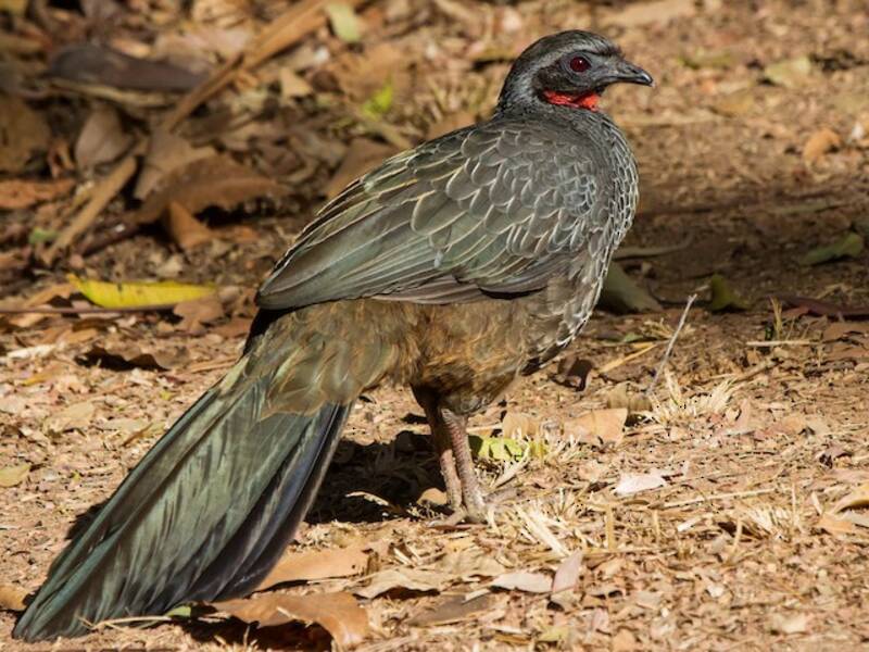 Rusty-margined Guan, Photos 2