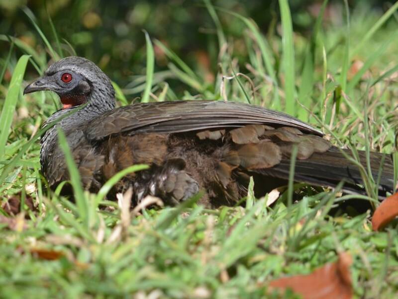 Rusty-margined Guan, Photos 4