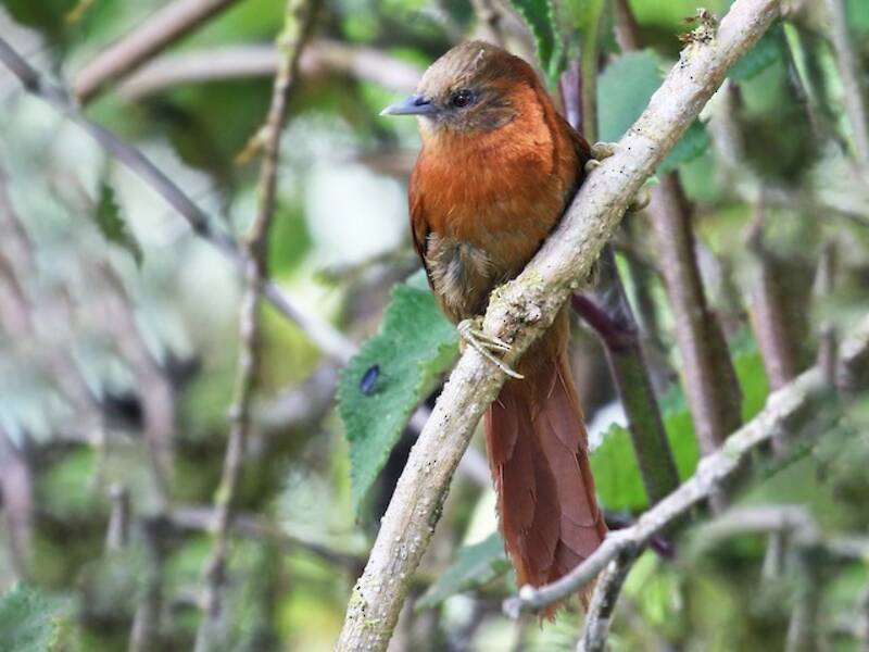 Russet-mantled Softtail, Photos 4
