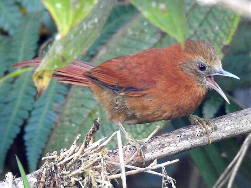 Russet-mantled Softtail, Photos 3