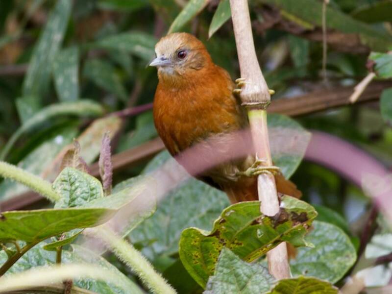 Russet-mantled Softtail, Photos 2