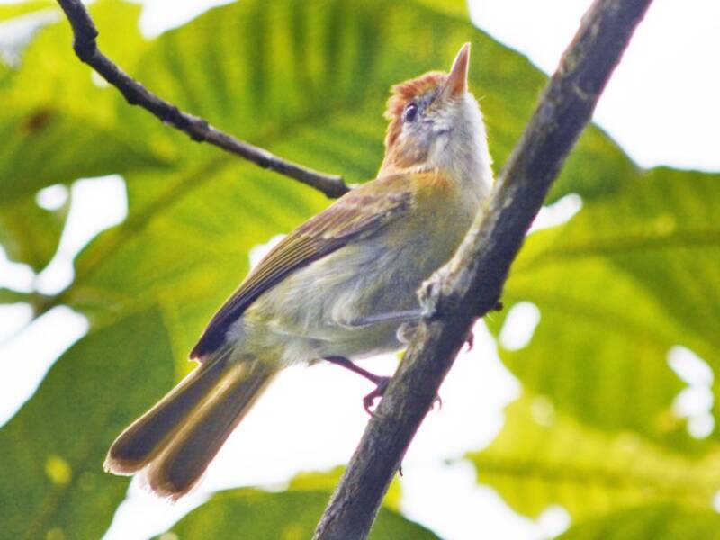 Rufous-naped Greenlet