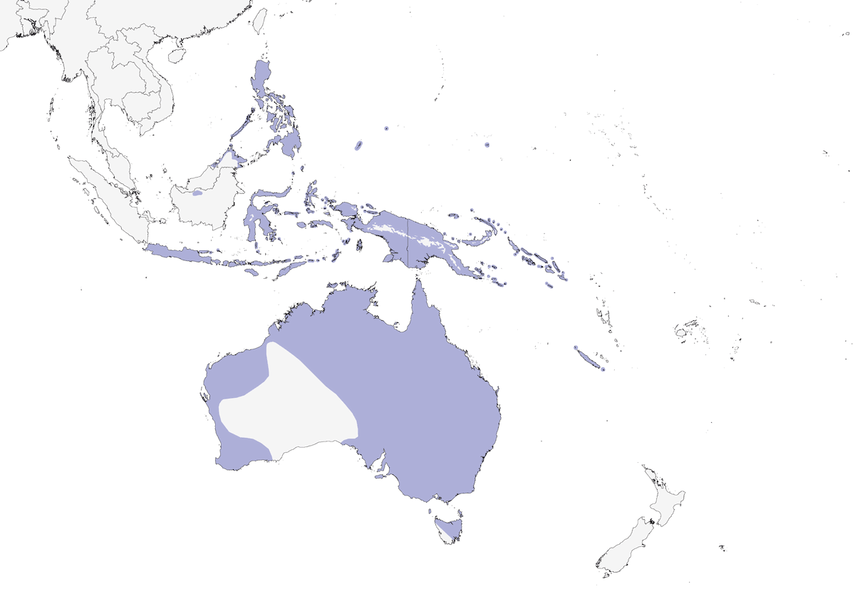 Martinete Nankeen, Distribución 1