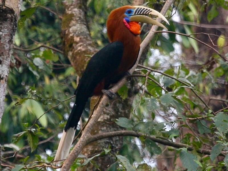 Braunhals-Hornvogel, Fotos 4