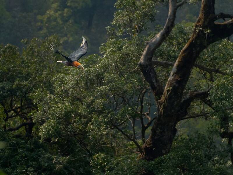 Braunhals-Hornvogel, Fotos 3