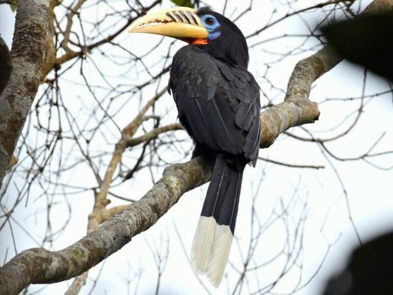 Braunhals-Hornvogel, Fotos 2