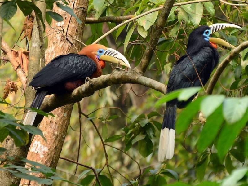 Braunhals-Hornvogel